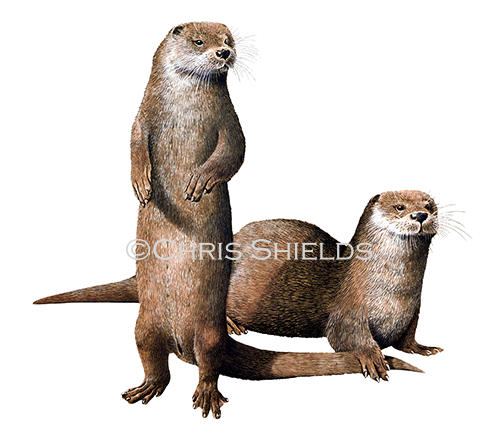 Otter (Lutra lutra) M003