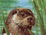 Otter (Lutra lutra) M007