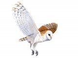 Barn Owl (Tyto alba) BD0503
