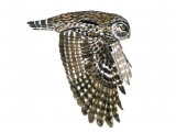 Little Owl in flight (Athene noctun) BD0530