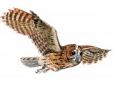 Tawn Owl (Strix aluco) BD0533