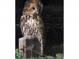 Tawn Owl (Strix aluco) BD0535