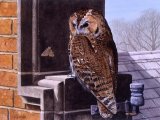 Tawn Owl (Strix aluco) BD0536