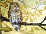 Tawn Owl (Strix aluco) BD0537.