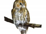 Tawn Owl (Strix aluco) BD0539