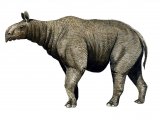 P020 - Paraceratherium