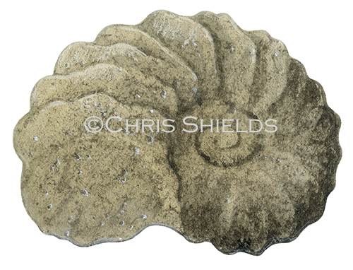 PF002 - Ammonite fossil (Schloenbachia)