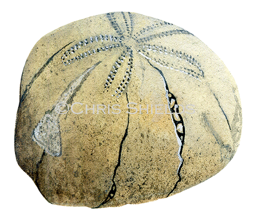 PF024 - Heart Urchin Fossil (Micraster)