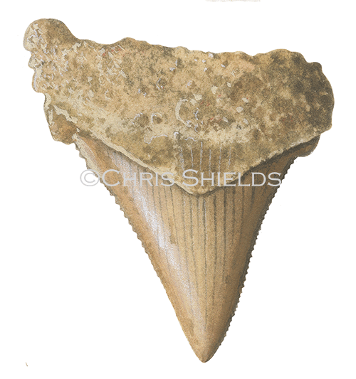 PF039 - Shark Tooth Fossil (Carcharocles)