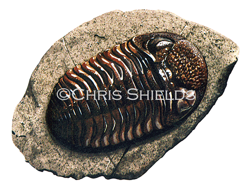 PF043 - Trilobite Fossil 