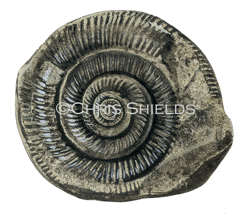 PF045 - Whitby Snakestone Fossil (Dactylioceras)