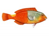 F142 - Parrot Fish (euscarus cretensis)