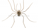 Patterned Harvestman (Phalangium opilio) SP00614