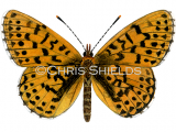 Pearl-bordered Fritillary (Boloria euphrosyne) L0078