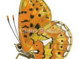 Pearl-bordered Fritillary (Boloria euphrosyne) L0083