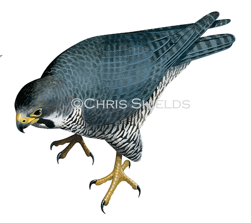 Peregrin falcon (Falco peregrinus) BD0546b