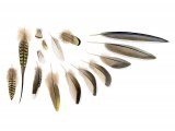 Pin-tailed Sandgrouse feathers BD0592