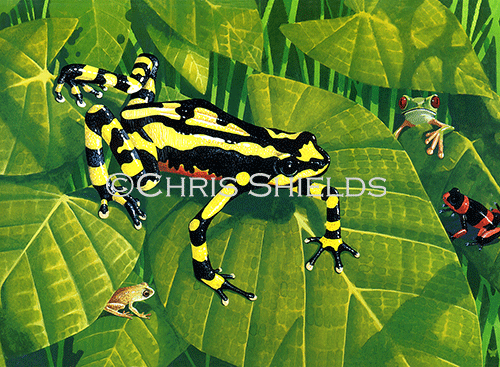 RA169 - Poison Arrow Frog (Dendrobates leucomelas