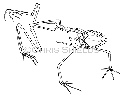 Poison Arrow Frog skeleton (Dendrobates leucomelas) RA167