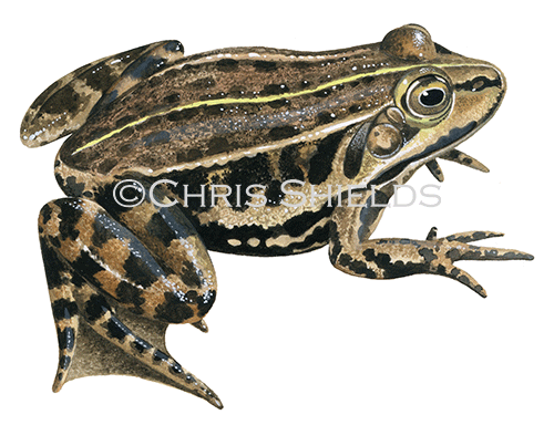 Pool Frog (Pelophylax lessonae) RA153