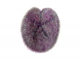Purple Heart Urchin (Spatangus purpureus) OS001