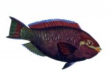 F143 - Purple Parrotfish