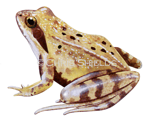 Agile Frog (Rana dalmatina) RA129
