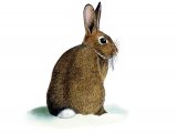 Rabbit (Oryctolagus cuniculus) M003
