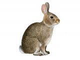 Rabbit (Oryctolagus cuniculus) M004