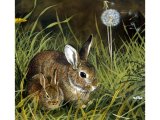 Rabbit (Oryctolagus cuniculus) M002