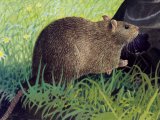Rat (Brown) Rattus norvegicus M002