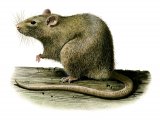 Rat (Brown) Rattus norvegicus M004