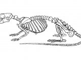 Rat Skeleton (Brown) Rattus norvegicus M001