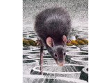 Rat (Black) Rattus rattus M001