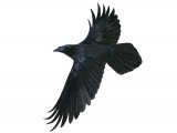 Raven in flight (Corvus corax) BD0399