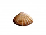 Rayed Trough Shell (Mactra stultorum) OS001