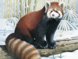 Red Panda (Ailurus fulgens) M001