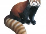 Red Panda (Ailurus fulgens) M003