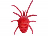 Red Spider Mite (Eutrombidium rostratus) OS001