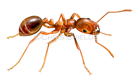 Red-imported Fire Ant (Solenopsis invicta) IH019