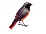 Redstart (Phoenicurus phoenicurus) BD0405