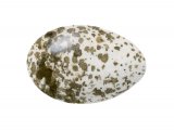 Reed Warbler egg (Acrocophalus scirpaceus) BD0230