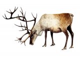 Reindeer (Rangifer tarandus) M003