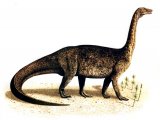 PD022 - Riojasaurus