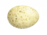 Robin egg (Erithacus rubecula) BD0231