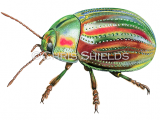 Rosemary Beetle (Chrysolina americana) IN0017.png