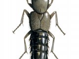 Rove Beetle (Ontholestes murinus) IN006