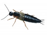 Rove Beetle (Philonthus marginatus) IN004