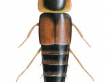 Rove Beetle (Tachyporus hypnorum) IN002