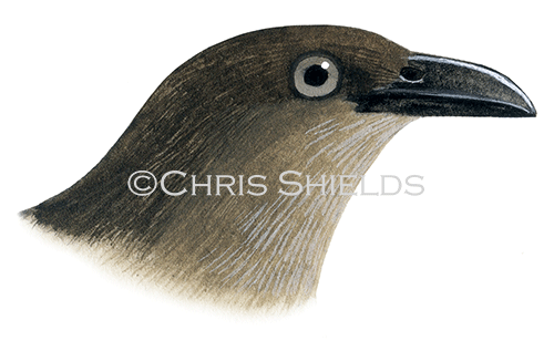 Rufus-winged Starling (Aplonis zelandica rufipennis) BD0617